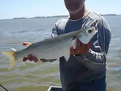 Pesca de lisas en Juan y Juan