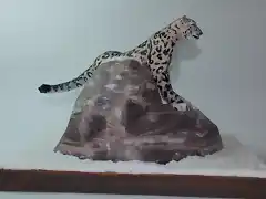 Leopardo de las nieves (5)