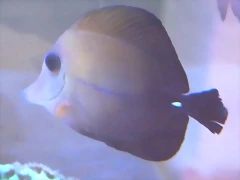 Zebrasoma scopas 1 (30-7-17 AquariaVirtual) Zebrasoma scopas 1 (30-7-17 AquariaVirtual)