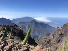 Echium Roque de los muchachos