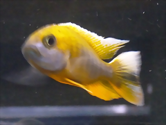Aulonocara jacobfreibergi Aulonocara jacobfreibergi