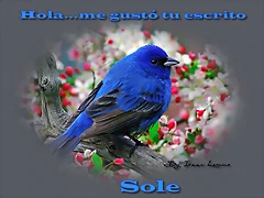 pajaro