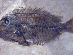 Acanthurus ovalis Acanthurus ovalis