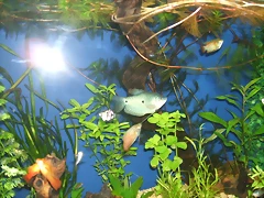 DSCF1520 DSCF1520