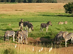 Krugersdorp Game Reserve 22-3-09 103 Krugersdorp Game Reserve 22-3-09 103