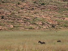 Kgaswane Nature Reserve 14-02-09 039 Kgaswane Nature Reserve 14-02-09 039
