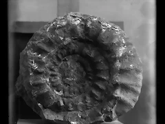 ammonites sierra Cant?n.1915.Jim?nez Cisneros Hervas