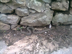 Foto0029 Foto0029