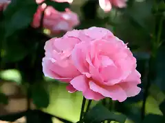 rosas de color rosa