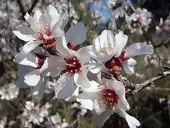 FLOR DEL ALMENDRO