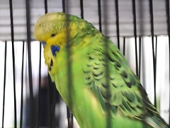 Barandica (8)
