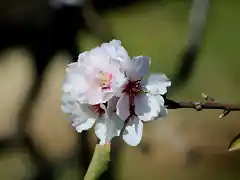 flor de almendro 2