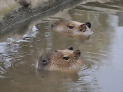 CAPIBARA