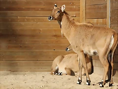 Zoo de Barcelona 25-12-11 318 Zoo de Barcelona 25-12-11 318