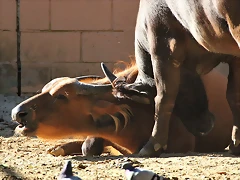 Zoo de Barcelona 25-12-11 295 Zoo de Barcelona 25-12-11 295