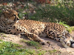 Zoo de Barcelona 25-12-11 313 Zoo de Barcelona 25-12-11 313