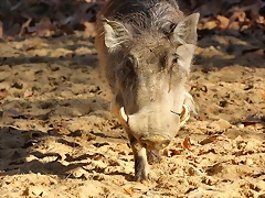 Zoo de Barcelona 25-12-11 089 Zoo de Barcelona 25-12-11 089