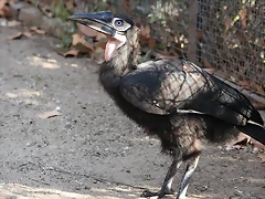 Zoo de Barcelona 25-12-11 346 Zoo de Barcelona 25-12-11 346