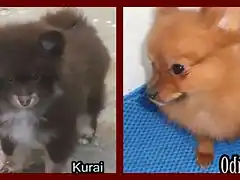 odri x kurai