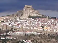 Morella