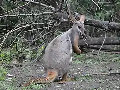 WALLABY DE LAS ROCAS DE PATAS AMARILLAS, AUSTRALIA