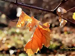 10, hojas muertas de parra, marca