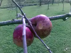 Manzanas