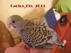 5 pollo 5-3-11 (2)