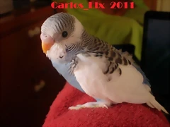 4 pollo 5-3-11