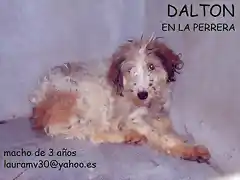 Dalton, perrera Madrid-Guadalajara