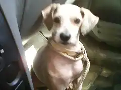 Panchito le gusta el coche