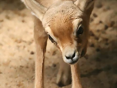 Zoo de Barcelona 18-04-11 248