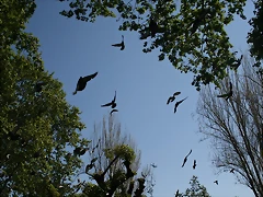 Zoo de Barcelona 18-04-11 333