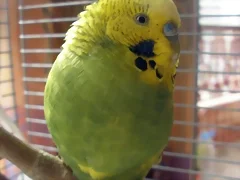 Pablo 16_1