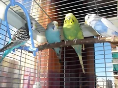 4 peris