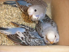 el trio 8-8-10 el trio 8-8-10