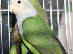 Agapornis cana