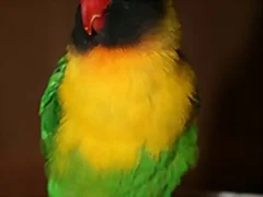 Agapornis personata