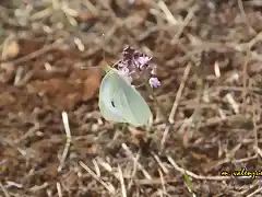 12, ltima mariposa, marca 2