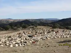 12, el rebao descansa, marca