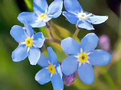 Florecitas azules 2008-05-04_at_18-26-44-forgetmenot-flower