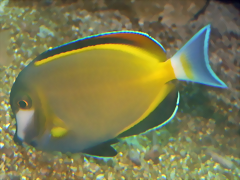 Acanthurus japonicus