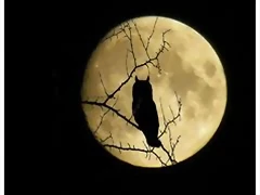 luna y buho