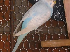 PERICOS 032