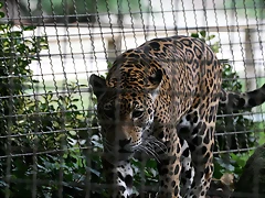 Zoo de Barcelona 01-01-2011 160 Zoo de Barcelona 01-01-2011 160