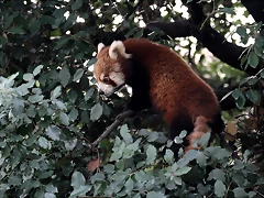 Zoo de Barcelona 01-01-2011 061 Zoo de Barcelona 01-01-2011 061