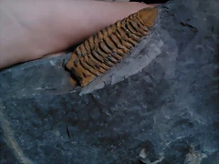 TRILO TRILO