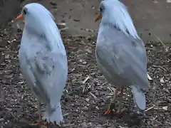 KAGU