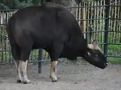 GAUR