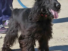 COCKER3 COCKER3